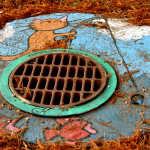 storm drain with a cat fishing